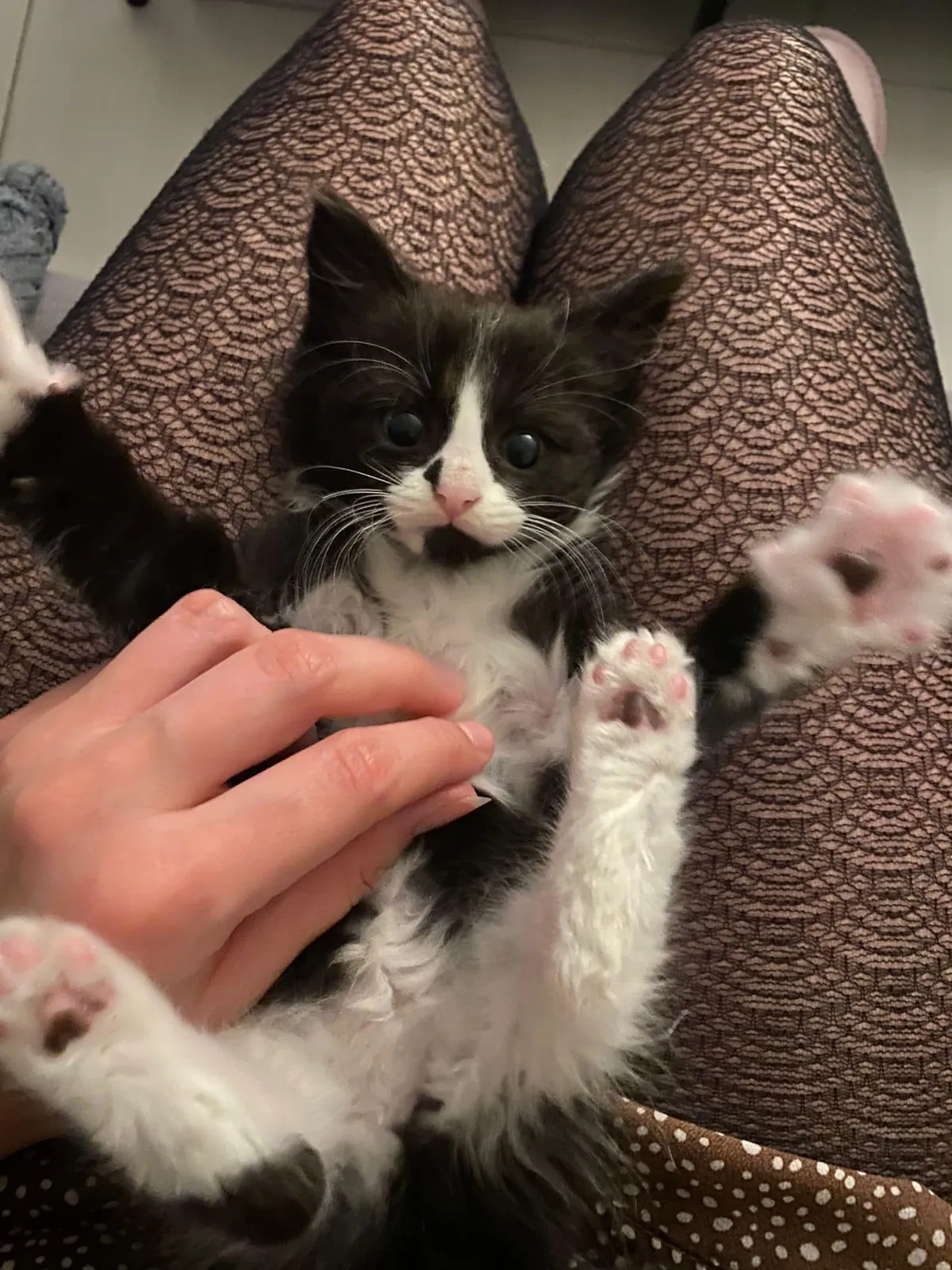 Un chaton noir et blanc qui joue