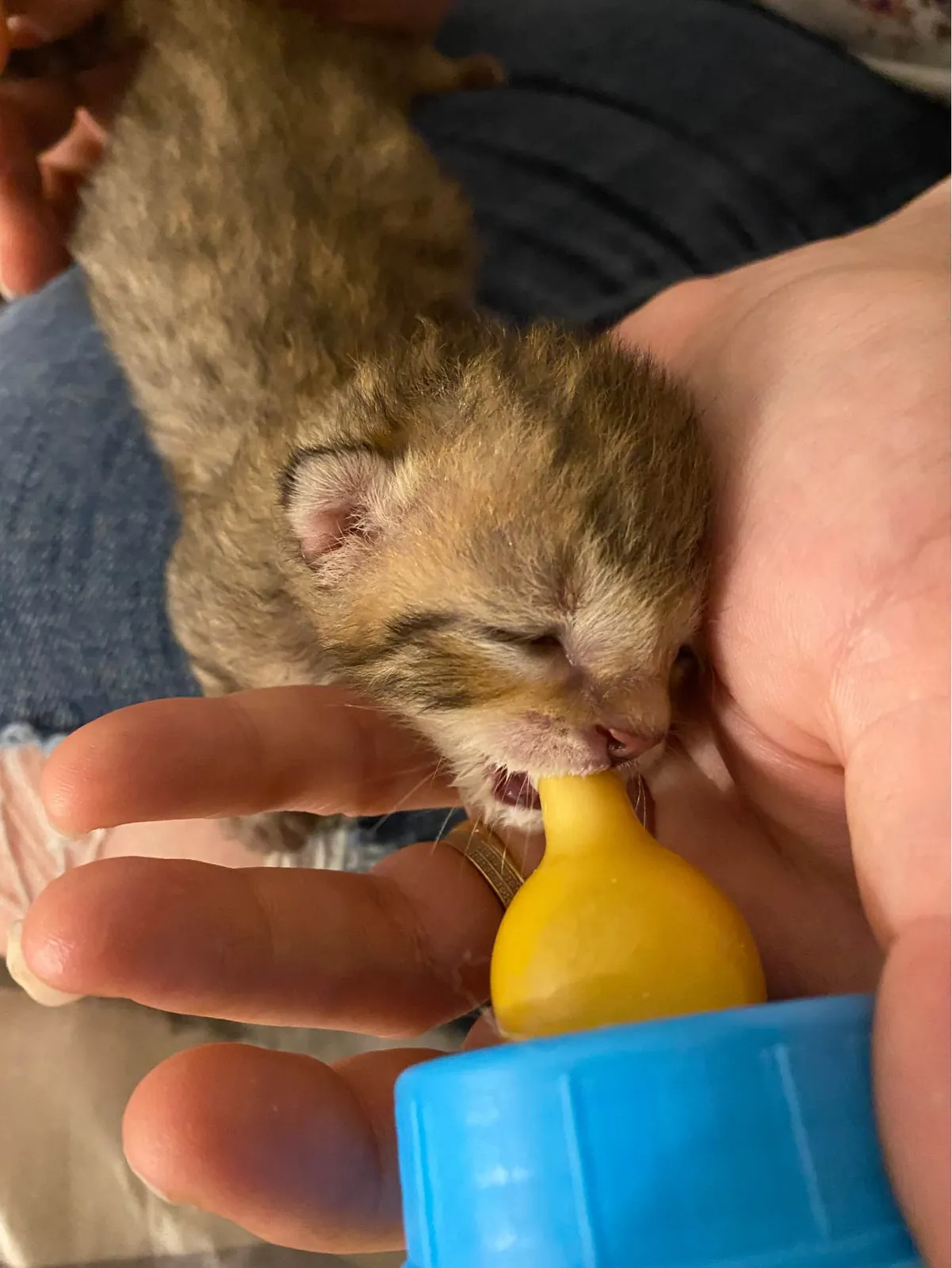 Un chaton nourri au biberon