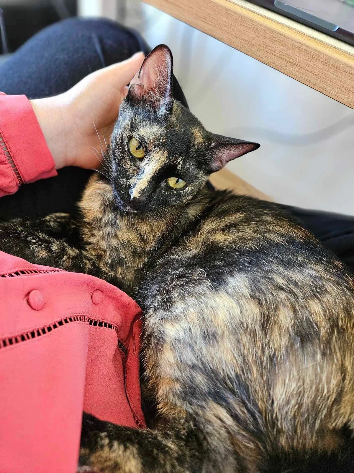 Une chatte tricolore câline